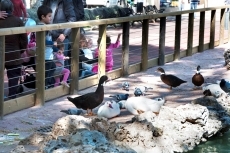 Foto 4 - Vamos a la Alamedilla