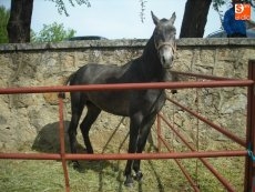 Foto 6 - La feria del caballo consigue conquistar al público con el concurso por especialidades