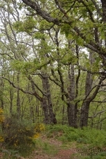 Foto 3 - Los sequereños se preparan para vivir la Santa Cruz de Mayo