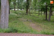 Foto 5 - La Alameda Vieja muda de aspecto con la tala de unos 80 &aacute;rboles en mal estado