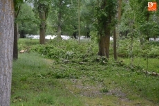 Foto 4 - La Alameda Vieja muda de aspecto con la tala de unos 80 &aacute;rboles en mal estado