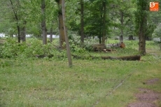 Foto 3 - La Alameda Vieja muda de aspecto con la tala de unos 80 &aacute;rboles en mal estado
