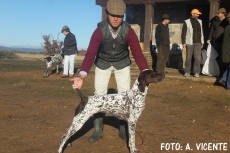 Foto 6 - Pocos perros inscritos en la monográfica del Braco alemán de Valladolid 