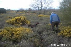 Foto 4 - Pocos perros inscritos en la monográfica del Braco alemán de Valladolid 