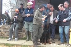 Foto 3 - Pocos perros inscritos en la monográfica del Braco alemán de Valladolid 