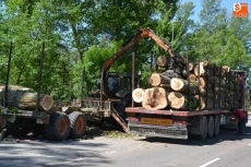 Foto 6 - D&iacute;a de retirada de los troncos cortados a la par que aparecen las pelusas