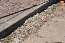 Foto 4 - D&iacute;a de retirada de los troncos cortados a la par que aparecen las pelusas