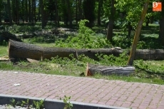 Foto 3 - D&iacute;a de retirada de los troncos cortados a la par que aparecen las pelusas