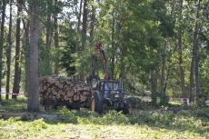 Foto 6 - 1Foto: Más podas, a la par que la Alameda muestra su nueva imagen