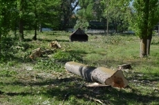 Foto 5 - 1Foto: Más podas, a la par que la Alameda muestra su nueva imagen