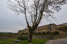 Foto 4 - 1Foto: Más podas, a la par que la Alameda muestra su nueva imagen