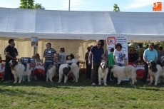 Foto 5 - La I Mostinada Mirobrigense anima la tarde sabatina en la Feria de Mayo