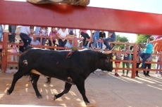 Foto 4 - El Toro de San Miguel Arcángel resulta de nuevo un éxito