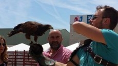 Foto 3 - La entrega de premios y una nueva exhibici&oacute;n de cetrer&iacute;a cierran la Feria de Mayo