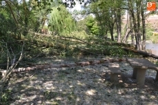 Foto 6 - Continúa la macrotala de árboles, ahora también en la isla de El Picón