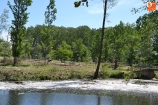 Foto 5 - Continúa la macrotala de árboles, ahora también en la isla de El Picón