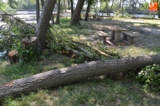 Foto 4 - Continúa la macrotala de árboles, ahora también en la isla de El Picón