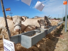Foto 3 - Jueves de Ascensión, jueves de feria ganadera en la villa ledesmina