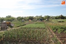 Foto 4 - Usuarios de huertos familiares denuncian el hurto de dos motores de riego y más de 100 litros de...