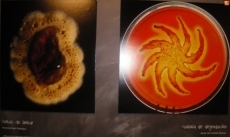 Foto 6 - Alexandra Díez, Mª Inmaculada Sánchez y José David Flores, galardonados con los primeros...