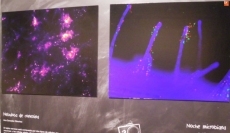 Foto 5 - Alexandra Díez, Mª Inmaculada Sánchez y José David Flores, galardonados con los primeros...