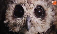 Foto 4 - Alexandra Díez, Mª Inmaculada Sánchez y José David Flores, galardonados con los primeros...