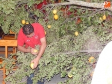 Foto 4 - Un enorme ramo como ofrenda a la Virgen de los Remedios 
