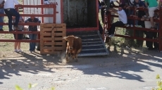 Foto 4 - Los eventos taurinos de Águeda despiertan gran expectación un año más