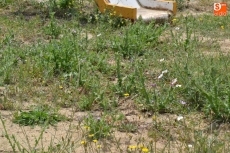 Foto 6 - 1Foto: Jugando entre cardos