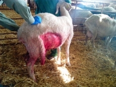 Foto 4 - El lobo vuelve a atacar, ahora en Lumbrales, y deja tres ovejas muertas y cinco malheridas