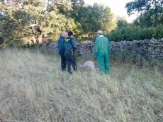 Foto 3 - El lobo vuelve a atacar, ahora en Lumbrales, y deja tres ovejas muertas y cinco malheridas
