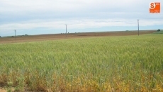 La cosecha de cereales en Salamanca ser&aacute; &quot;catastr&oacute;fica&quot; 