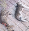 Foto 1 - PACMA denuncia la mutilación y masacre de gatos en El Rollo