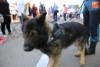 Foto 2 - Éxito de E. Leclerc con su desfile canino para todas las razas