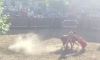Foto 2 - Completa y calurosa jornada taurina en San Muñoz