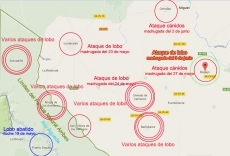 Foto 4 - Los agentes de Medio Ambiente confirman un nuevo ataque de lobo en Bogajo