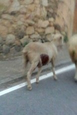 Foto 3 - Los agentes de Medio Ambiente confirman un nuevo ataque de lobo en Bogajo