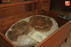 Foto 4 - Más de 700 escolares han participado en las visitas guiadas a la Sala de las Tortugas