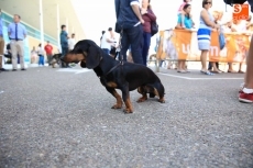 Foto 6 - Éxito de E. Leclerc con su desfile canino para todas las razas