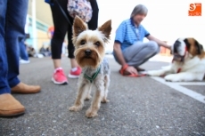 Foto 5 - Éxito de E. Leclerc con su desfile canino para todas las razas