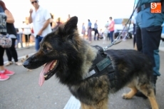 Foto 3 - Éxito de E. Leclerc con su desfile canino para todas las razas