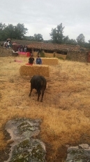 Foto 5 - Animada y taurina primera fiesta del Arroyo Froya por cortesía de ‘Boyero’