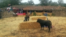 Foto 3 - Animada y taurina primera fiesta del Arroyo Froya por cortesía de ‘Boyero’