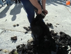 Foto 5 - Homenaje a la trashumancia con la Fiesta de la Motila