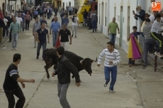 Foto 6 - Las vaquillas pasan a ser las protagonistas de las fiestas
