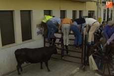Foto 3 - Las vaquillas pasan a ser las protagonistas de las fiestas