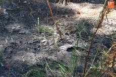 Foto 5 - La Alameda de la Moretona vuelve a resultar afectada por el desborde de aguas fecales