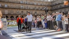 Foto 3 - Los perros de la ONCE, ejemplo de fidelidad y entrega