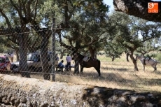 Foto 3 - Miles de devotos asisten a la romería del Cristo de Cabrera