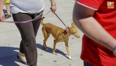 Foto 4 - El concurso canino cuenta con la participación de 65 perros